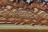 Polished Slab Of Rolling Hills Dolomite - Mexico #92728-1